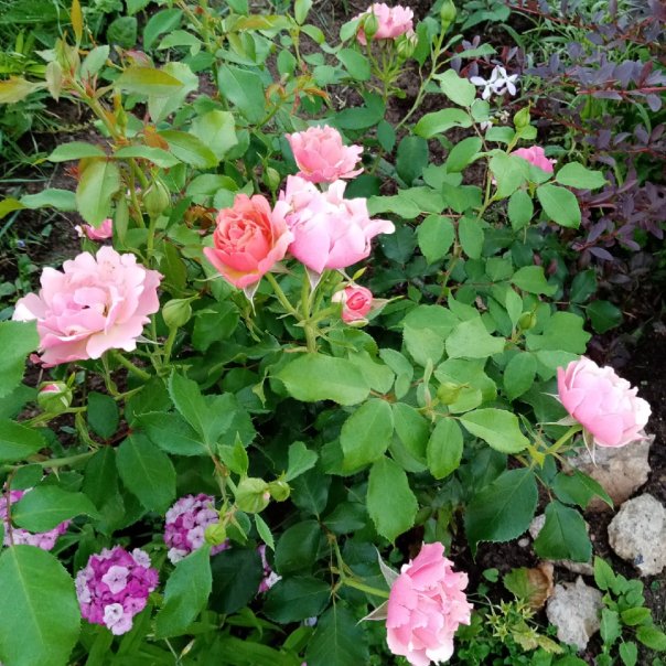 превью изображения отзыва