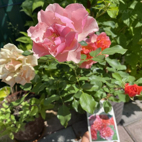 превью изображения отзыва