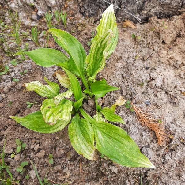 превью изображения отзыва