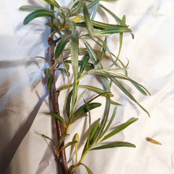 превью изображения отзыва