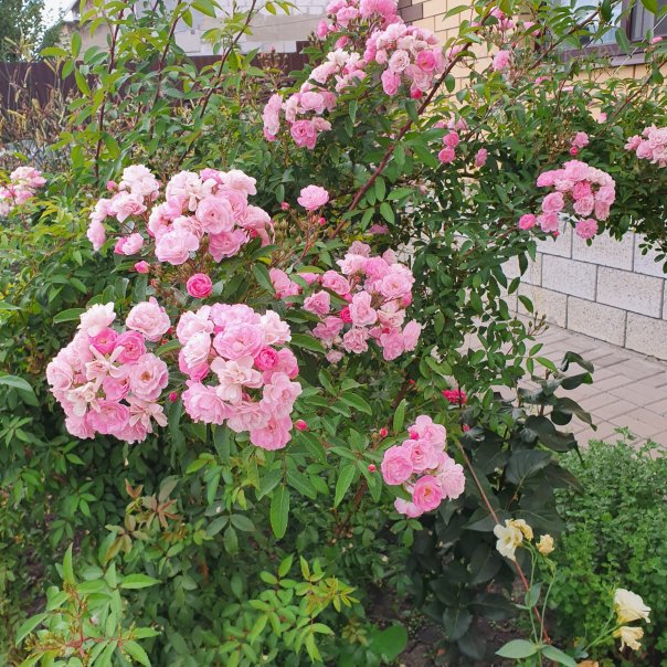 превью изображения отзыва