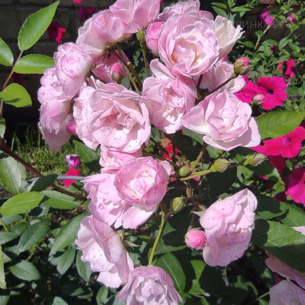 превью изображения отзыва