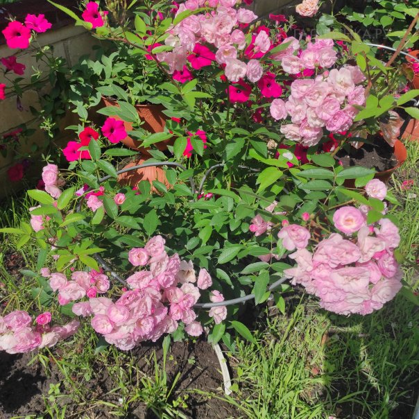 превью изображения отзыва