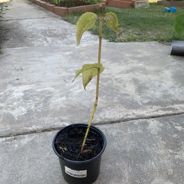 превью изображения отзыва