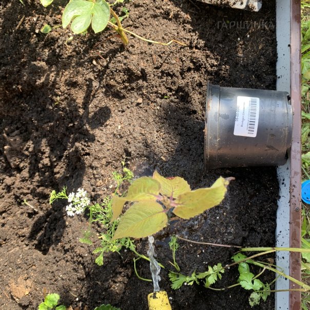 превью изображения отзыва