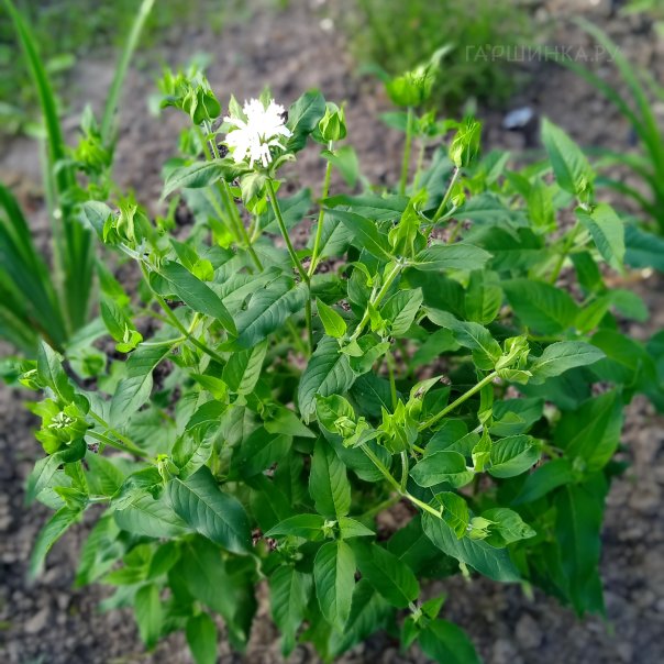 превью изображения отзыва