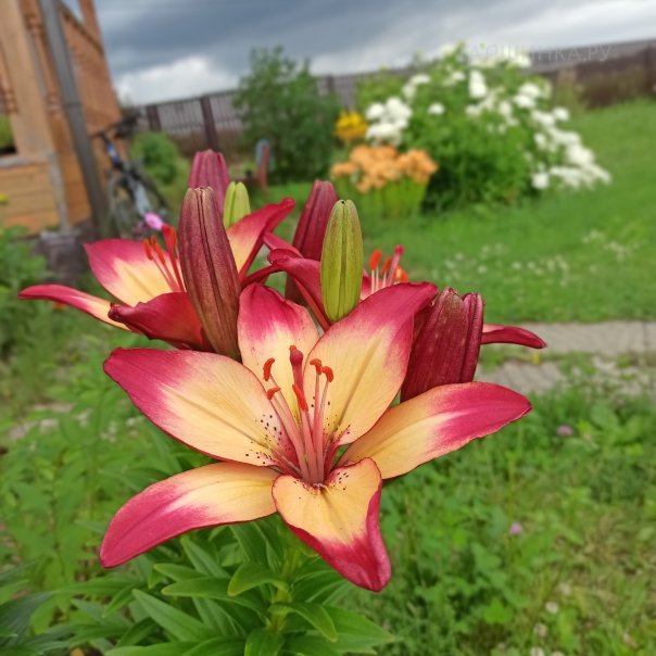 превью изображения отзыва