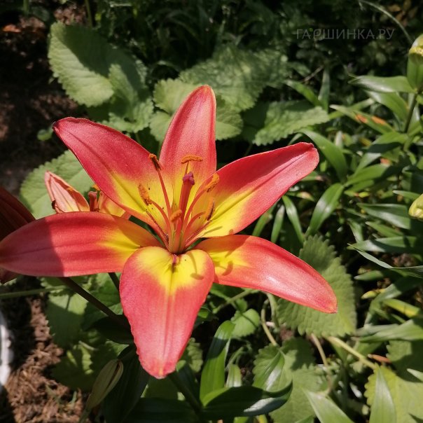 превью изображения отзыва