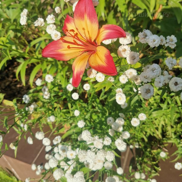 превью изображения отзыва