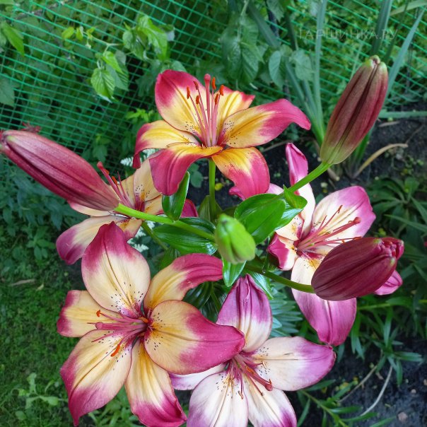 превью изображения отзыва