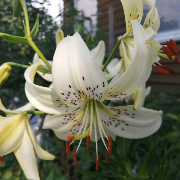 превью изображения отзыва