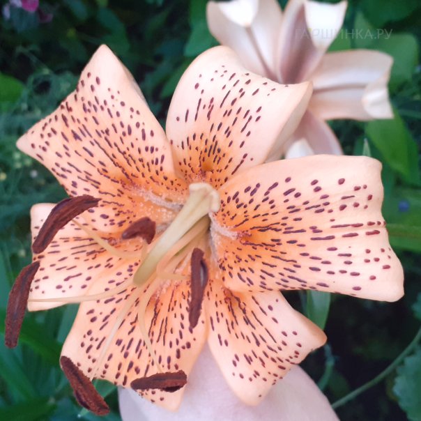 превью изображения отзыва