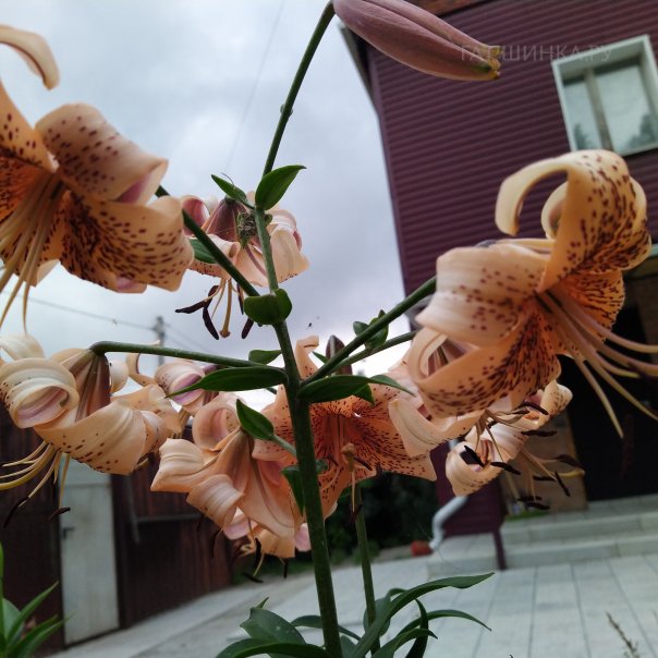 превью изображения отзыва