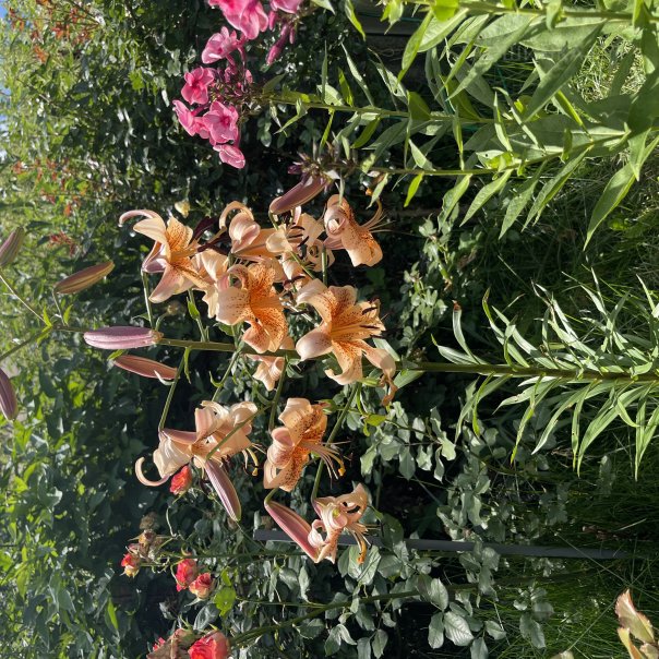 превью изображения отзыва