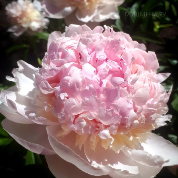 превью изображения отзыва