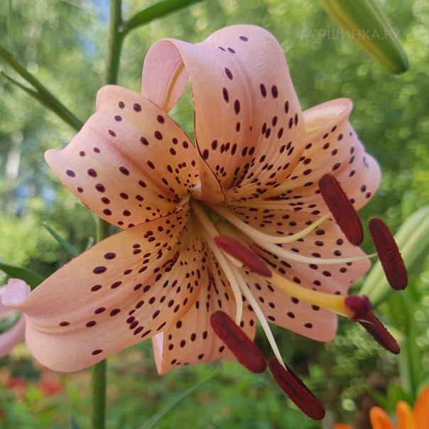 превью изображения отзыва