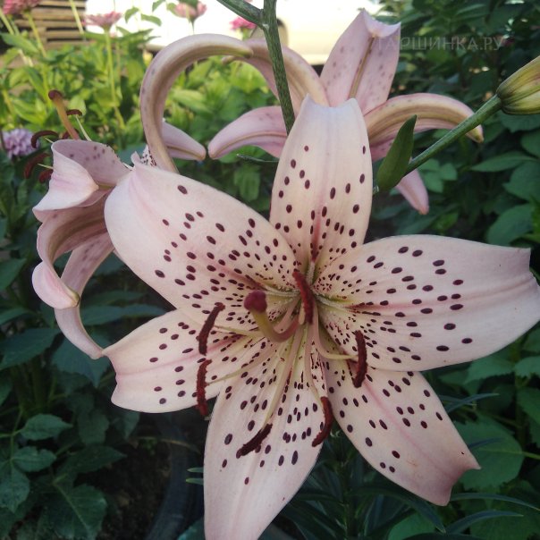 превью изображения отзыва