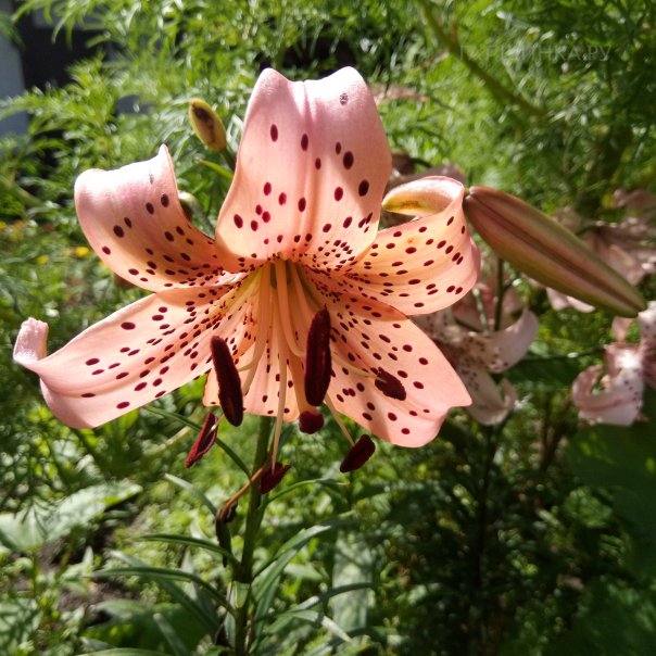 превью изображения отзыва