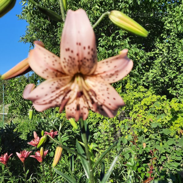 превью изображения отзыва