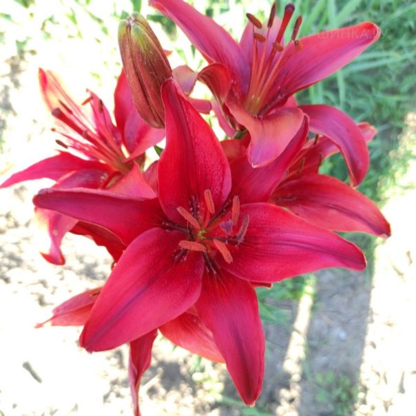 превью изображения отзыва