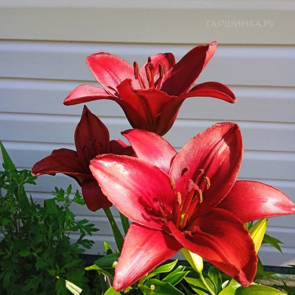 превью изображения отзыва