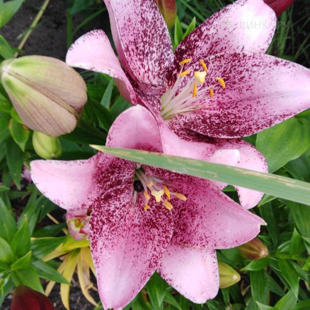 превью изображения отзыва