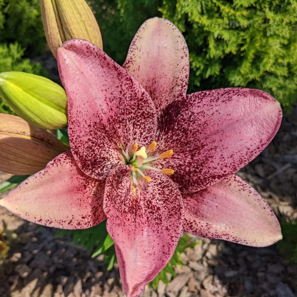 превью изображения отзыва