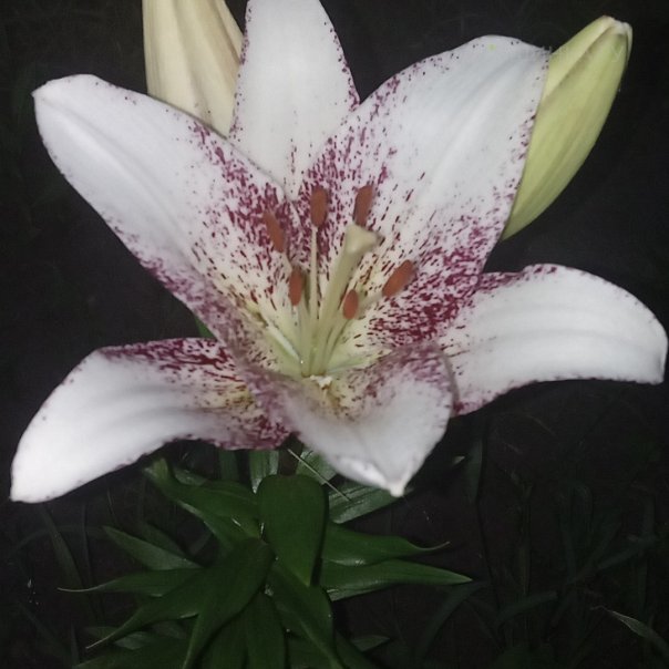 превью изображения отзыва