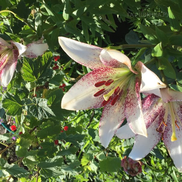 превью изображения отзыва