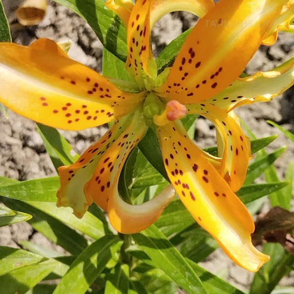 превью изображения отзыва