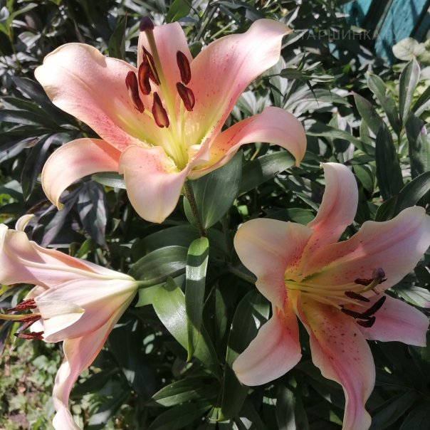 превью изображения отзыва