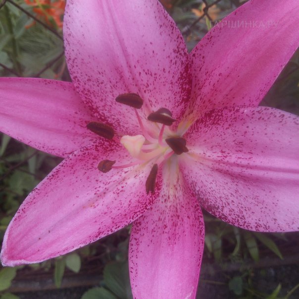 превью изображения отзыва