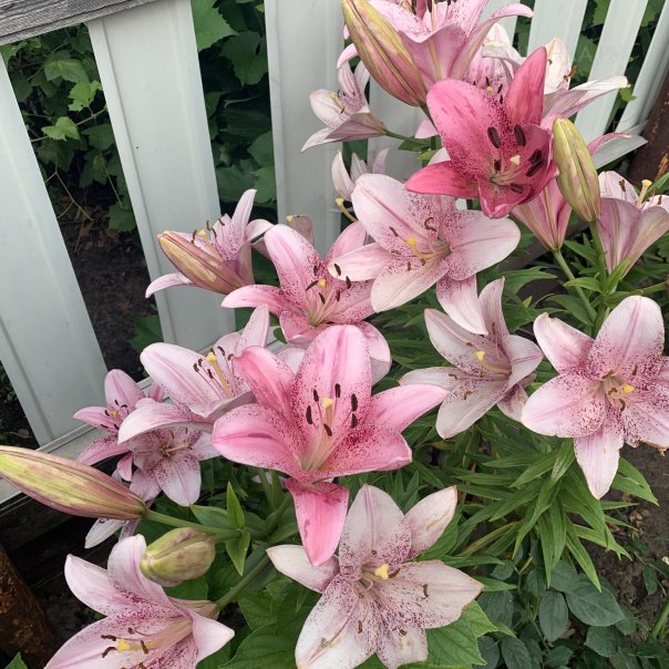 превью изображения отзыва