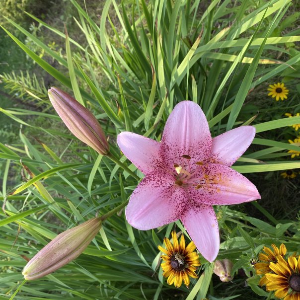 превью изображения отзыва