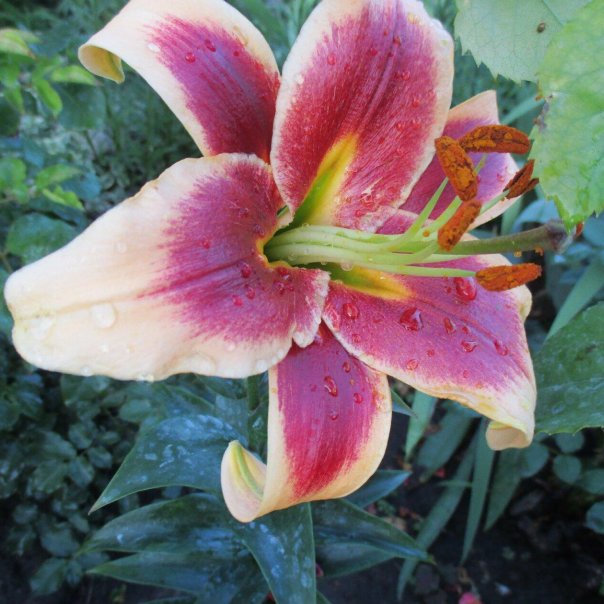 превью изображения отзыва