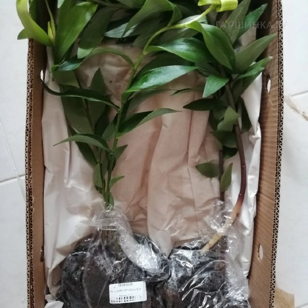 превью изображения отзыва