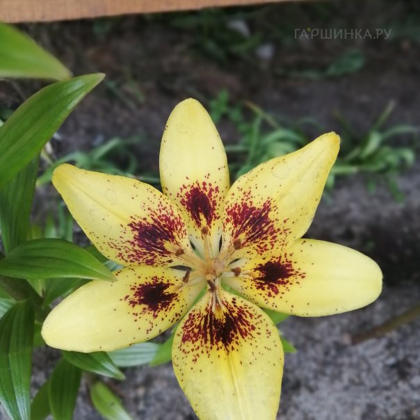 превью изображения отзыва