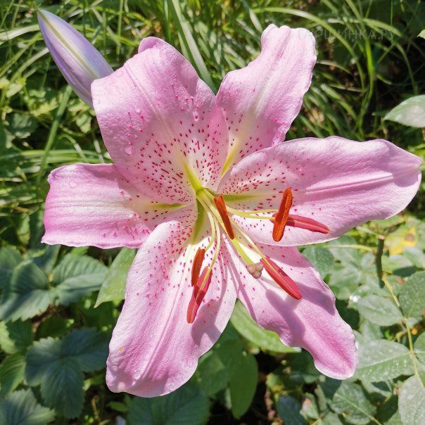 превью изображения отзыва