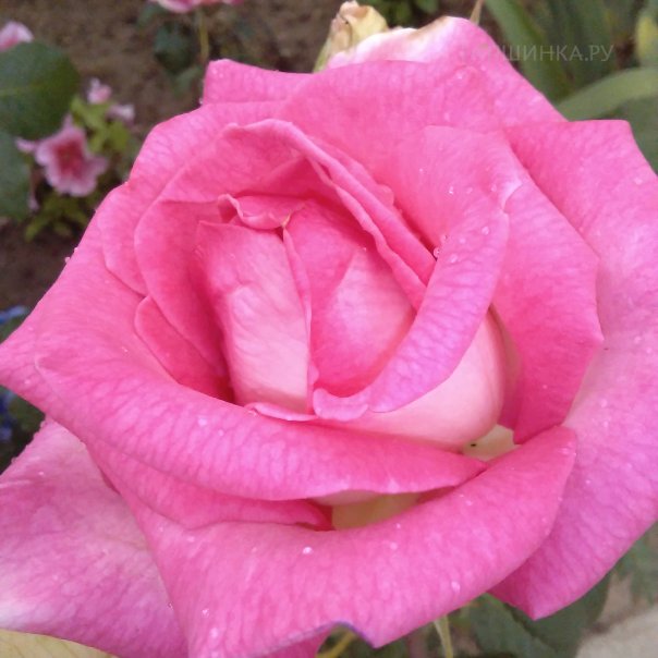 превью изображения отзыва