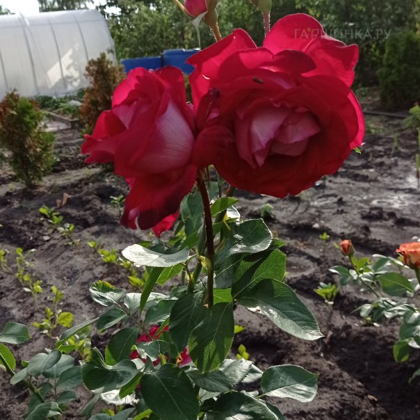 превью изображения отзыва