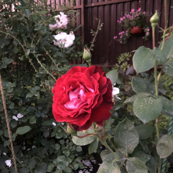 превью изображения отзыва