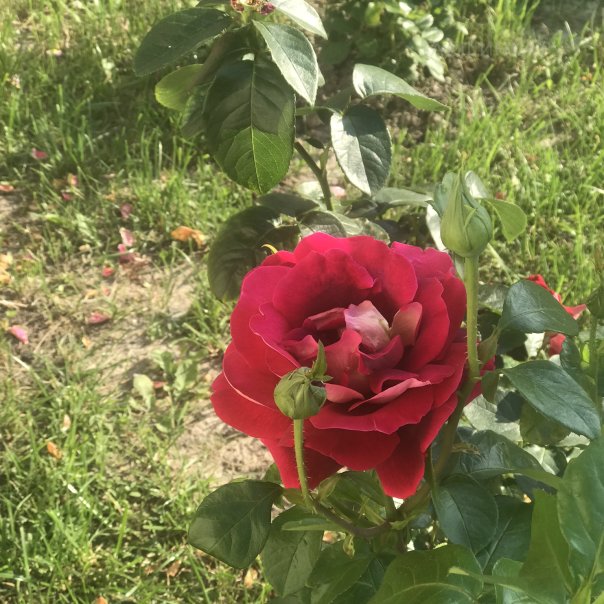 превью изображения отзыва