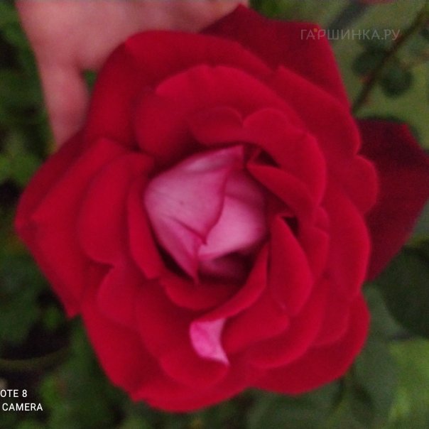 превью изображения отзыва