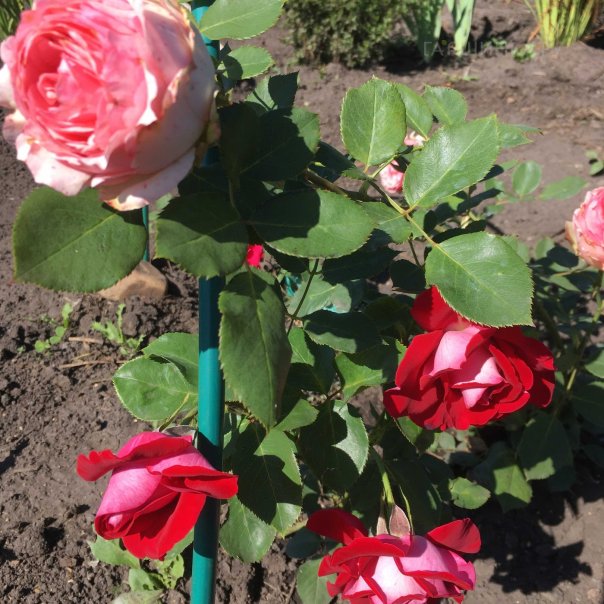 превью изображения отзыва