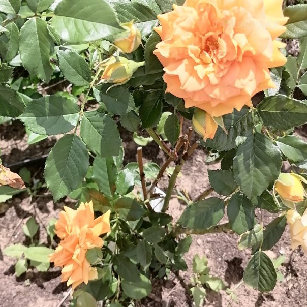 превью изображения отзыва