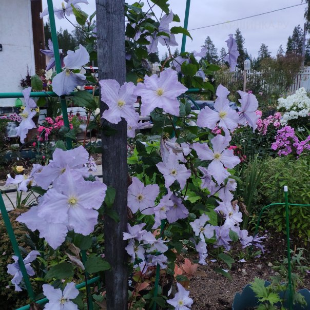 превью изображения отзыва