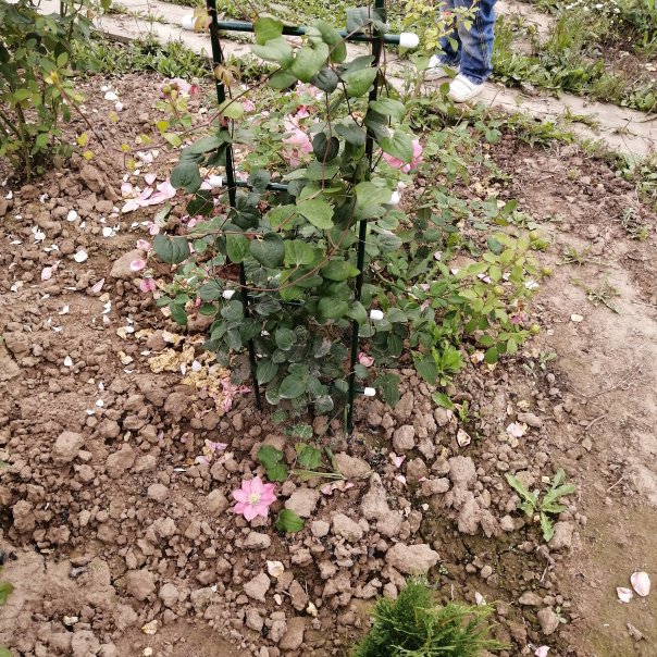 превью изображения отзыва