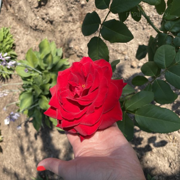 превью изображения отзыва