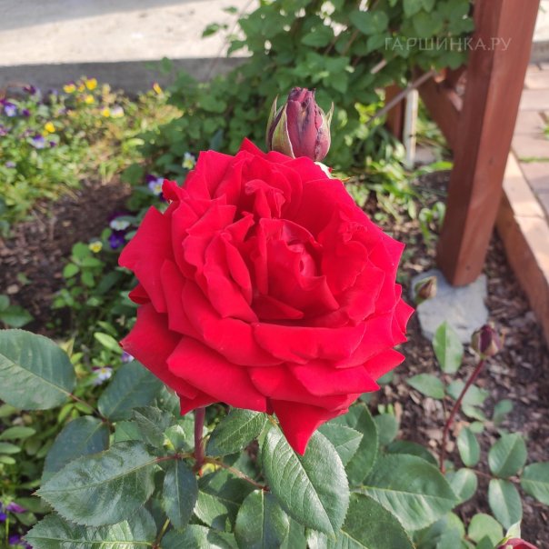 превью изображения отзыва