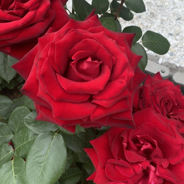 превью изображения отзыва